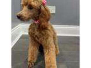 Goldendoodle Puppy for sale in Olympia Fields, IL, USA