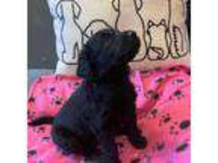 Labradoodle Puppy for sale in Sandy, UT, USA