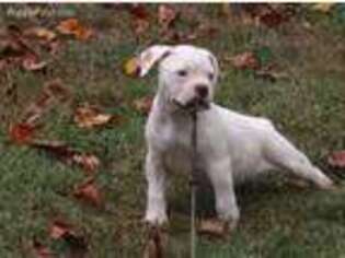 American Bulldog Puppy for sale in Hickory, NC, USA