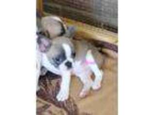 French Bulldog Puppy for sale in Marion, OH, USA