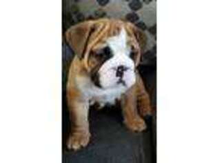 Bulldog Puppy for sale in South Sioux City, NE, USA