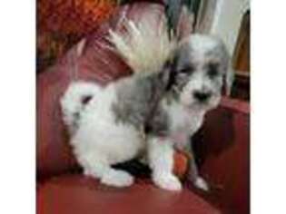 Mutt Puppy for sale in Bunch, OK, USA