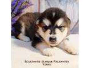Alaskan Malamute Puppy for sale in Powell, WY, USA