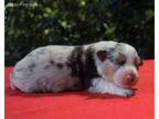 Australian Shepherd Puppy for sale in Walkertown, NC, USA