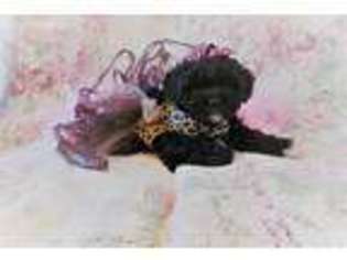 Shih-Poo Puppy for sale in Coweta, OK, USA