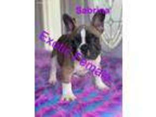 French Bulldog Puppy for sale in Paterson, NJ, USA