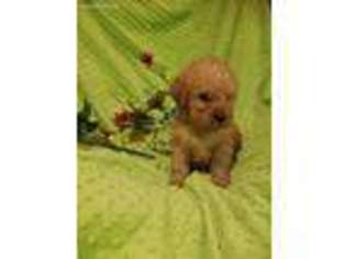 Labradoodle Puppy for sale in Gate City, VA, USA