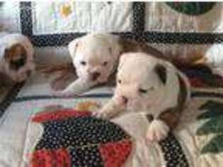 Bulldog Puppy for sale in Pelahatchie, MS, USA