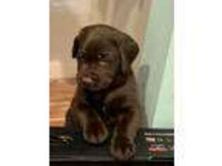 Labrador Retriever Puppy for sale in Aurora, CO, USA