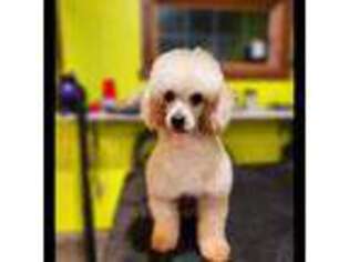 Mutt Puppy for sale in Holmen, WI, USA