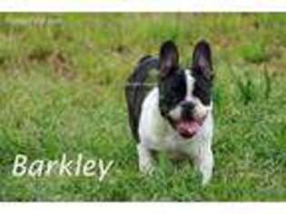 French Bulldog Puppy for sale in Azle, TX, USA