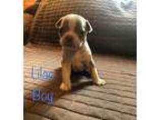 Boston Terrier Puppy for sale in Delta, PA, USA