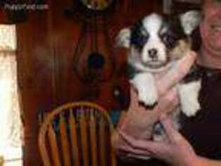 Pembroke Welsh Corgi Puppy for sale in Pittsfield, NH, USA