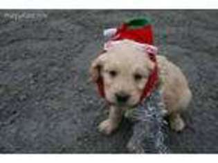 Goldendoodle Puppy for sale in Montgomery, MI, USA