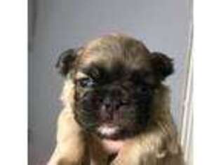 French Bulldog Puppy for sale in Flippin, AR, USA