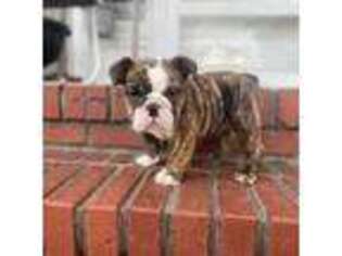 Bulldog Puppy for sale in Holdenville, OK, USA