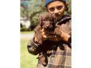 Labradoodle Puppy for sale in Baxter, MN, USA