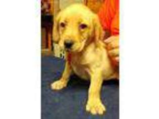 Labrador Retriever Puppy for sale in Stephentown, NY, USA