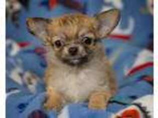 Chihuahua Puppy for sale in Anderson, SC, USA