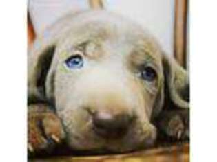 Weimaraner Puppy for sale in Honea Path, SC, USA