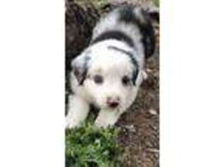 Miniature Australian Shepherd Puppy for sale in Raymondville, MO, USA