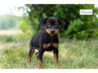 Miniature Pinscher Puppy for sale in Fort Wayne, IN, USA
