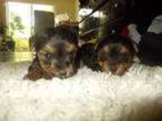Yorkshire Terrier Puppy for sale in Gaston, SC, USA