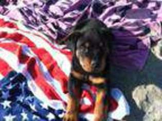 Rottweiler Puppy for sale in BATTLE GROUND, WA, USA