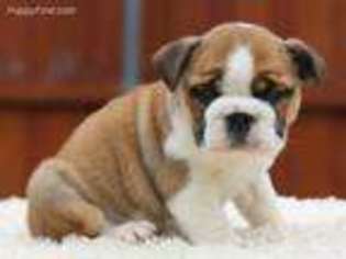 Bulldog Puppy for sale in Forsyth, GA, USA