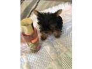 Yorkshire Terrier Puppy for sale in Salinas, CA, USA