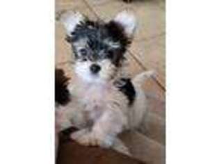 Biewer Terrier Puppy for sale in Larrabee, IA, USA