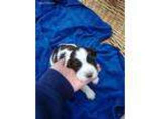 English Springer Spaniel Puppy for sale in Jersey Shore, PA, USA