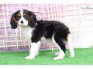 Cavalier King Charles Spaniel Puppy for sale in Baltimore, MD, USA