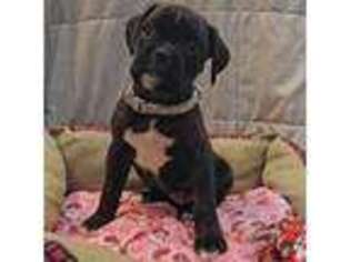 Boxer Puppy for sale in South Beloit, IL, USA
