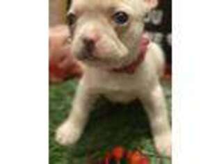 French Bulldog Puppy for sale in Waseca, MN, USA