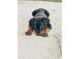 Rottweiler Puppy for sale in Baton Rouge, LA, USA