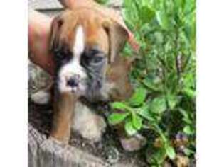 Boxer Puppy for sale in Custer, SD, USA