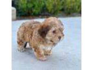 Mutt Puppy for sale in Alhambra, CA, USA