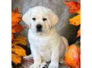 Labrador Retriever Puppy for sale in Los Angeles, CA, USA