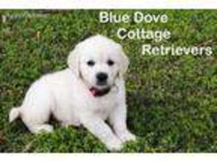 Golden Retriever Puppy for sale in Keystone Heights, FL, USA