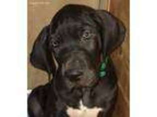 Great Dane Puppy for sale in Odenville, AL, USA
