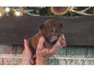 Olde English Bulldogge Puppy for sale in Mansfield, OH, USA