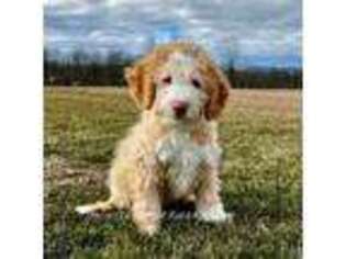 Saint Berdoodle Puppy for sale in Myerstown, PA, USA