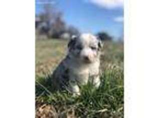 Miniature Australian Shepherd Puppy for sale in Anderson, MO, USA