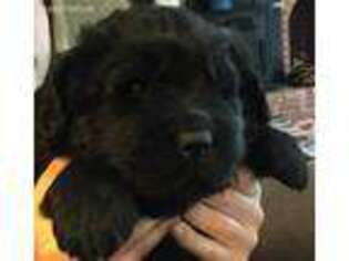 Newfoundland Puppy for sale in Middletown, OH, USA
