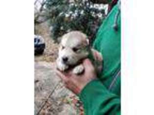 Alaskan Malamute Puppy for sale in Gainesville, GA, USA