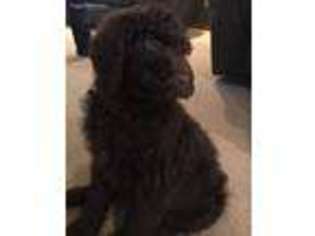 Labradoodle Puppy for sale in Demotte, IN, USA