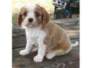 Cavalier King Charles Spaniel Puppy for sale in Noble, OK, USA