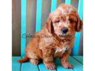 Goldendoodle Puppy for sale in Saint George, UT, USA