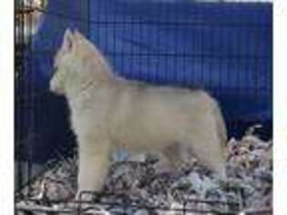 Siberian Husky Puppy for sale in Hiawassee, GA, USA